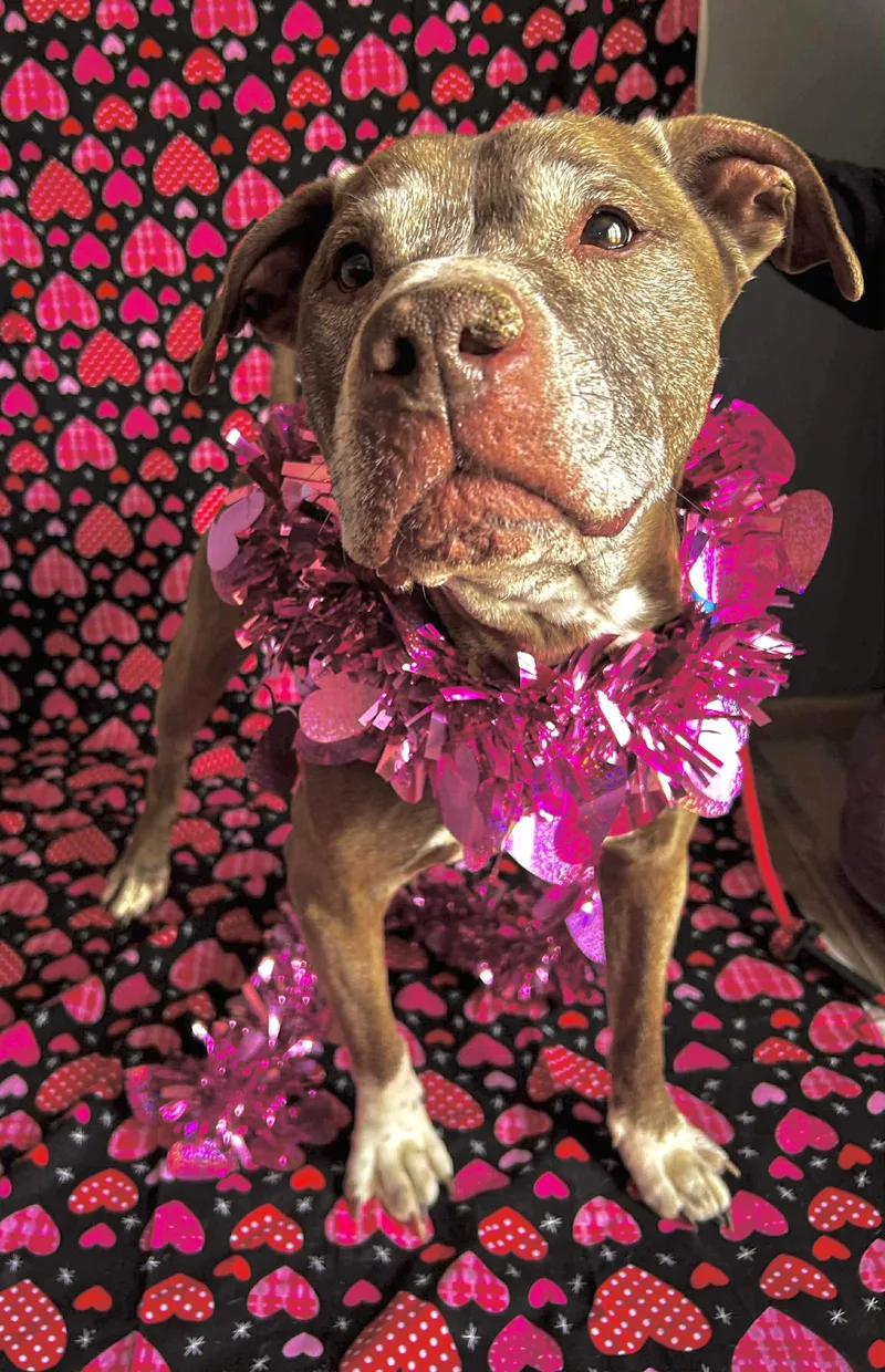 A senior medium-sized male Pit Bull Terrier dog named Tressel for adoption in Germantown, OH