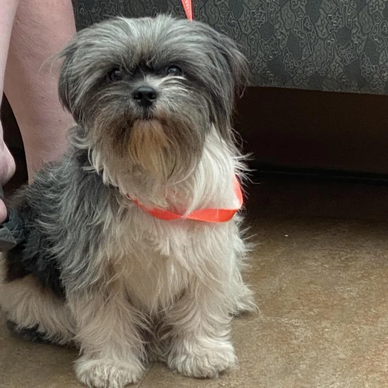 An adult small-sized male White / Cream Shih Tzu dog named Oliver for adoption in Westminster, CA