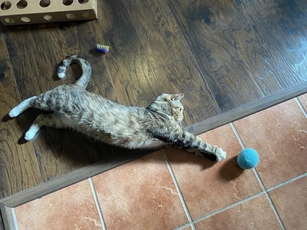 An adult large-sized male Domestic Short Hair cat named Blue Bonnet for adoption in Ridgewood, NY