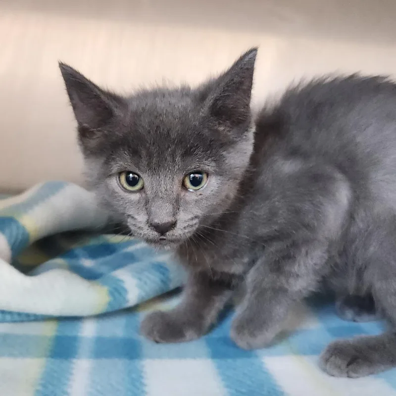 A baby small-sized female Gray / Blue / Silver Domestic Short Hair cat named Cloud for adoption in Fort Wayne, IN