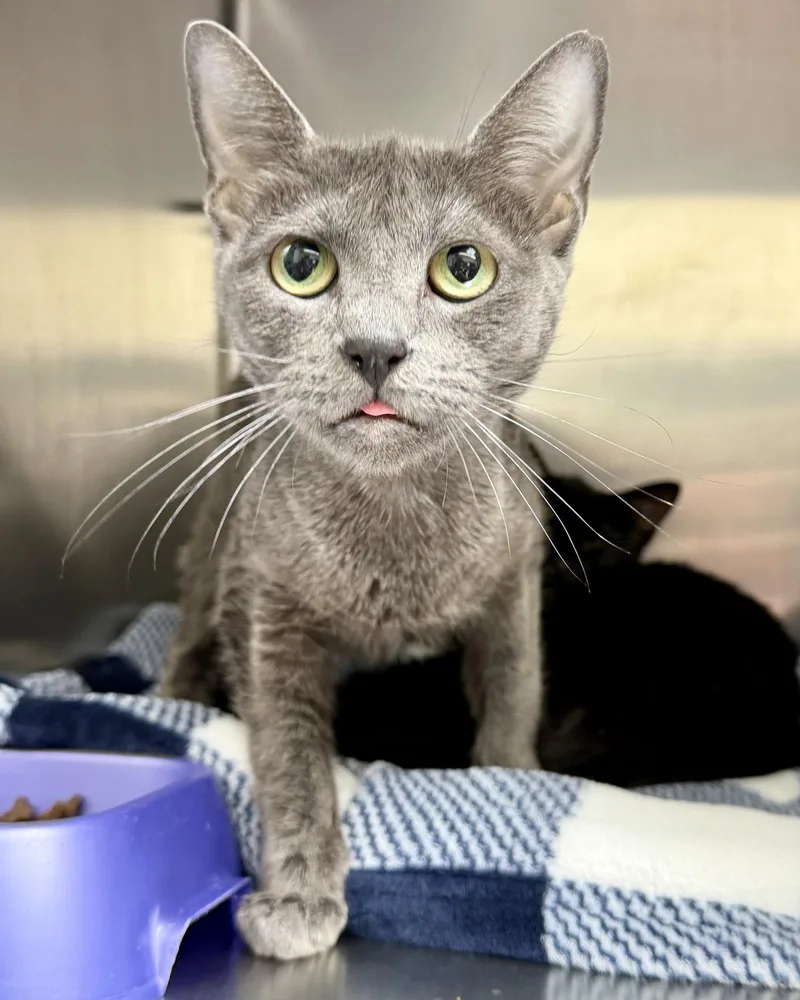 A young small-sized female Gray / Blue / Silver Domestic Short Hair cat named Satine for adoption in Oakland, CA