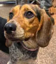 A young small-sized female Tricolor (Brown, Black, & White) Beagle dog named Daisy Fae for adoption in Atco, NJ