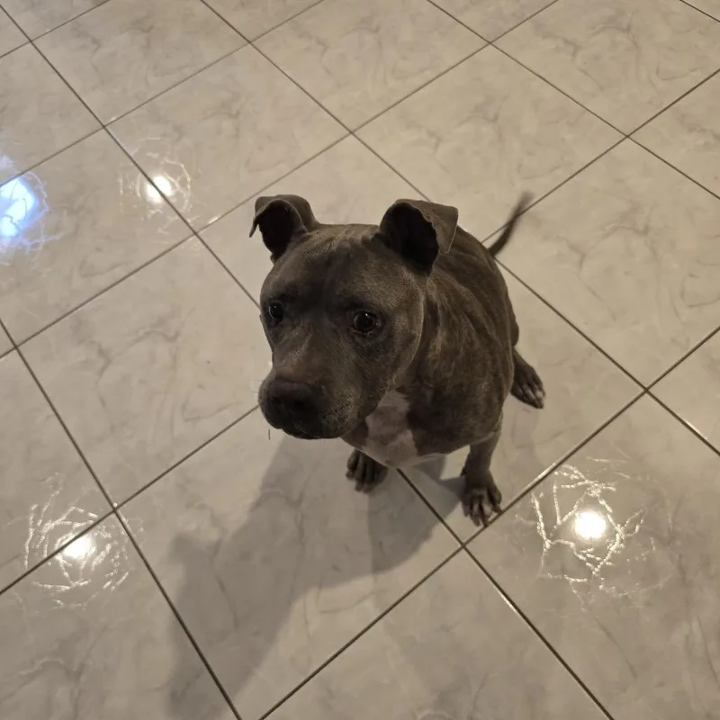 Canela Bella thumbnail 2