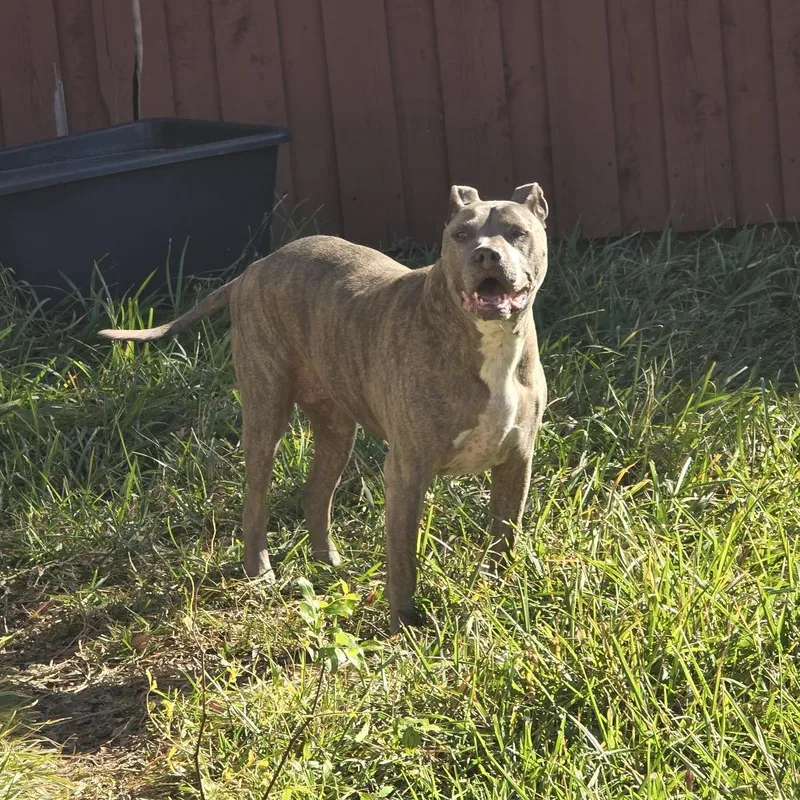 Canela Bella thumbnail 3