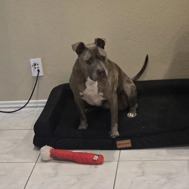 Canela Bella thumbnail 4