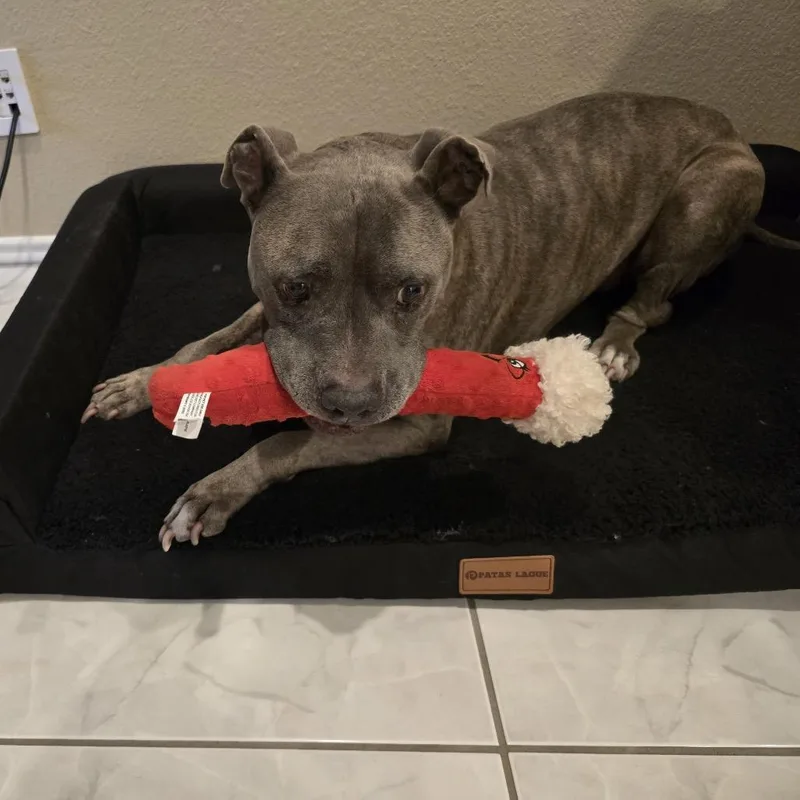 Canela Bella thumbnail 5