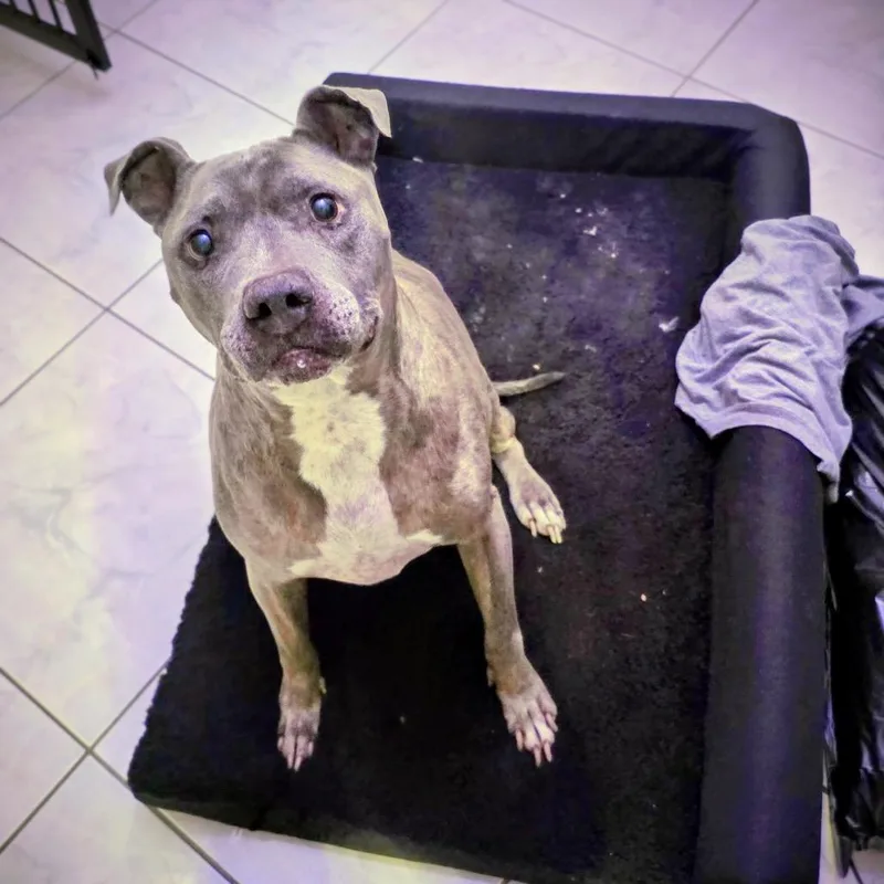 Canela Bella thumbnail 6