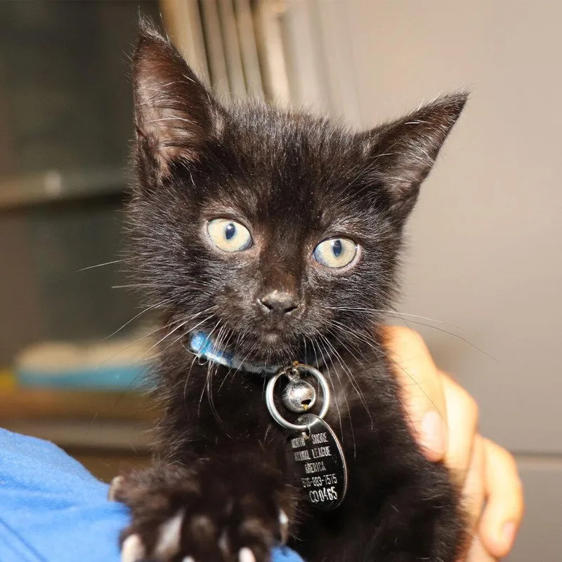 A baby small-sized male Domestic Short Hair cat named ObiWan for adoption in Port Washington, NY