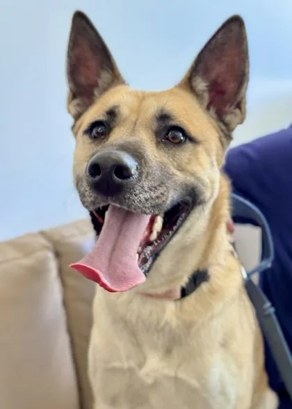An adult medium-sized female German Shepherd Dog dog named Dallas for adoption in Madison, NJ