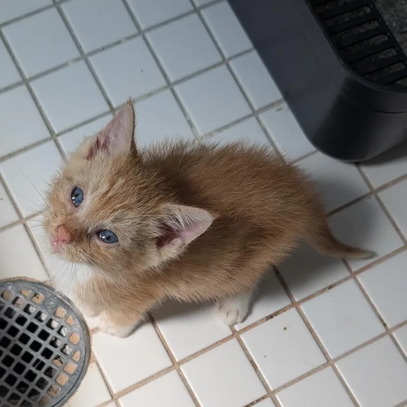 A baby small-sized male Orange / Red Domestic Short Hair cat named Solar Zest for adoption in Middle Village, NY
