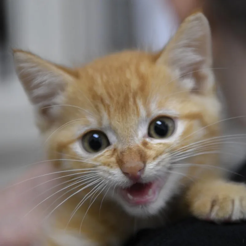 A baby small-sized male Domestic Short Hair cat named Lock for adoption in Redwood City, CA