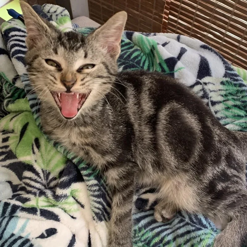 A baby small-sized male Domestic Short Hair cat named Mac for adoption in West Palm Beach, FL