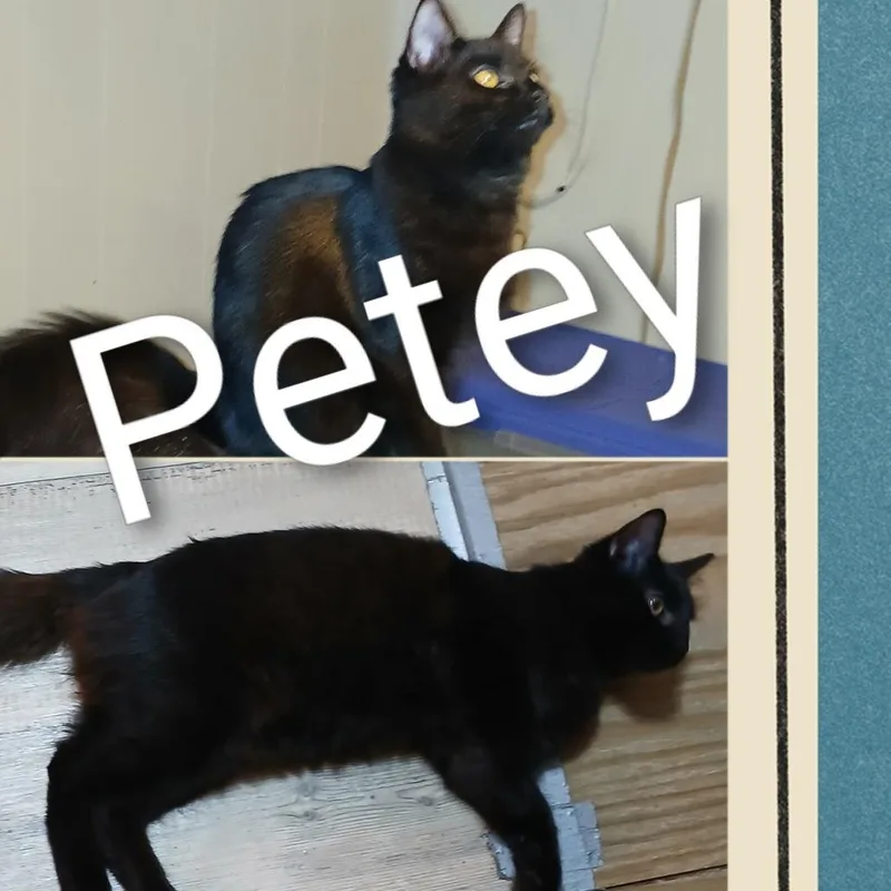 A young small-sized male Black Domestic Medium Hair cat named Petey  Courtesy Listing for adoption in Tuscaloosa, AL