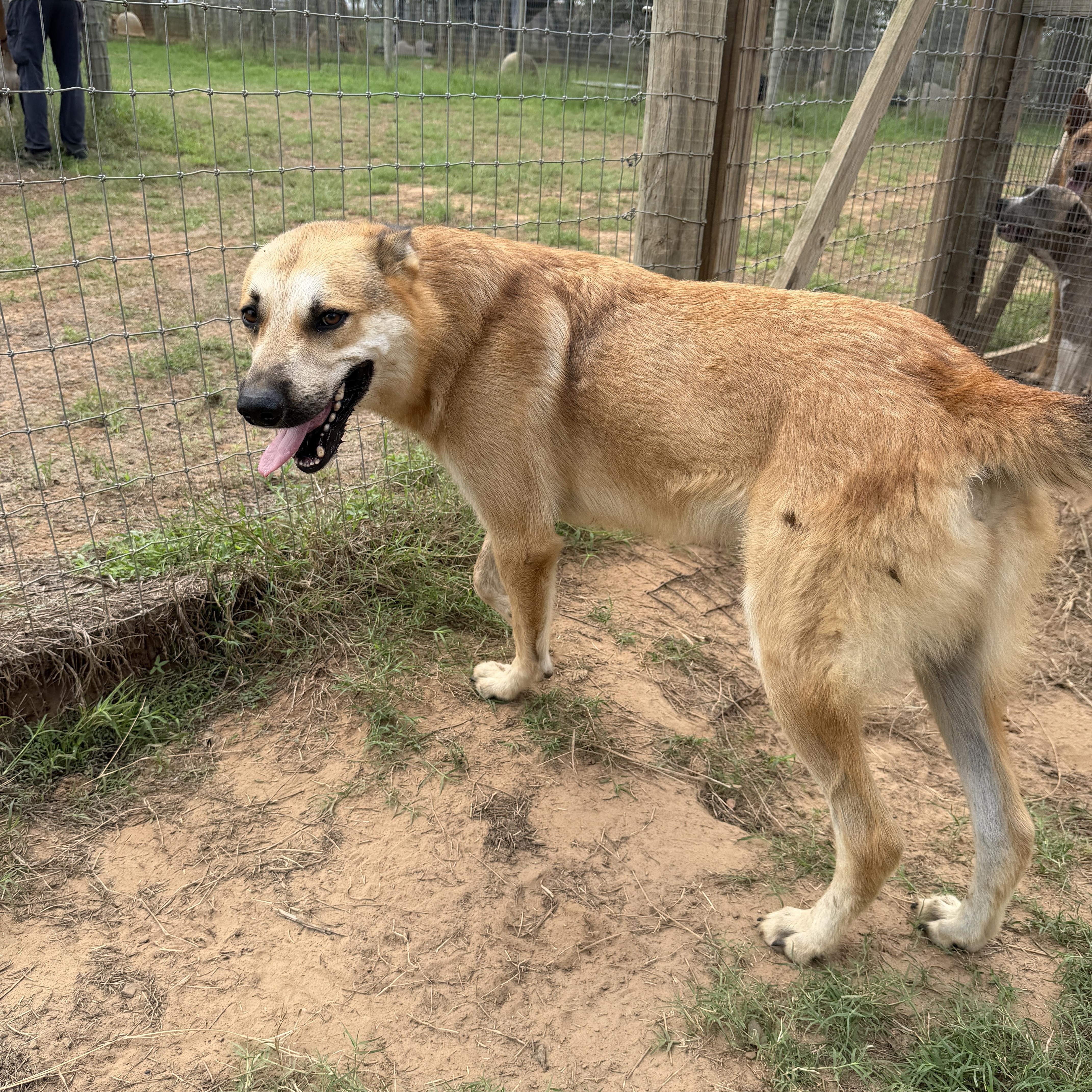 An adult large-sized male Bicolor German Shepherd Dog dog named Hank for adoption in Seguin, TX