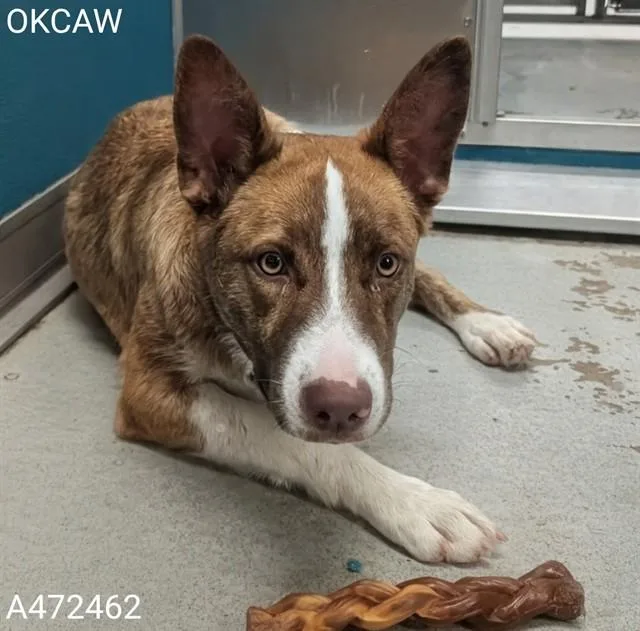 A young small-sized male Basenji dog named Sammy for adoption in Oklahoma City, OK