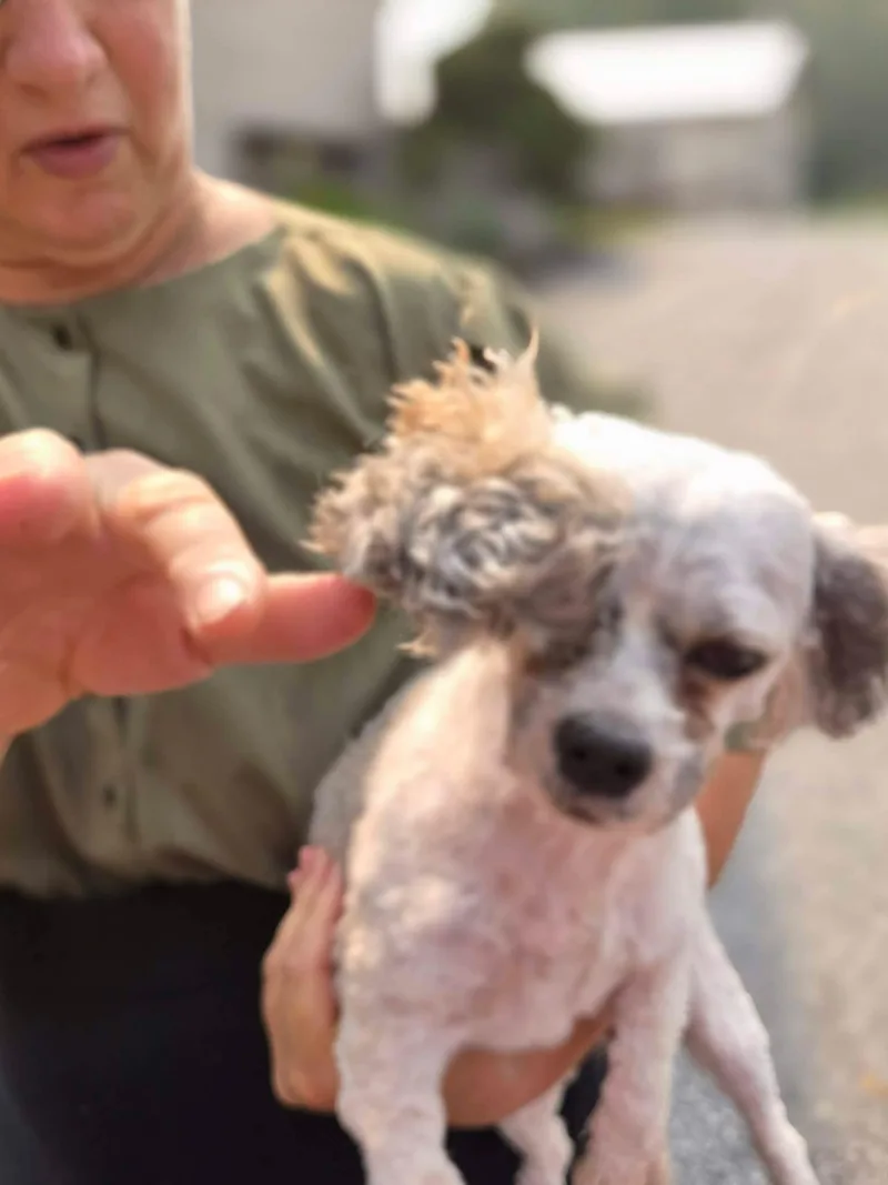 An adult small-sized female Havanese dog named Pixie for adoption in Havertown, PA