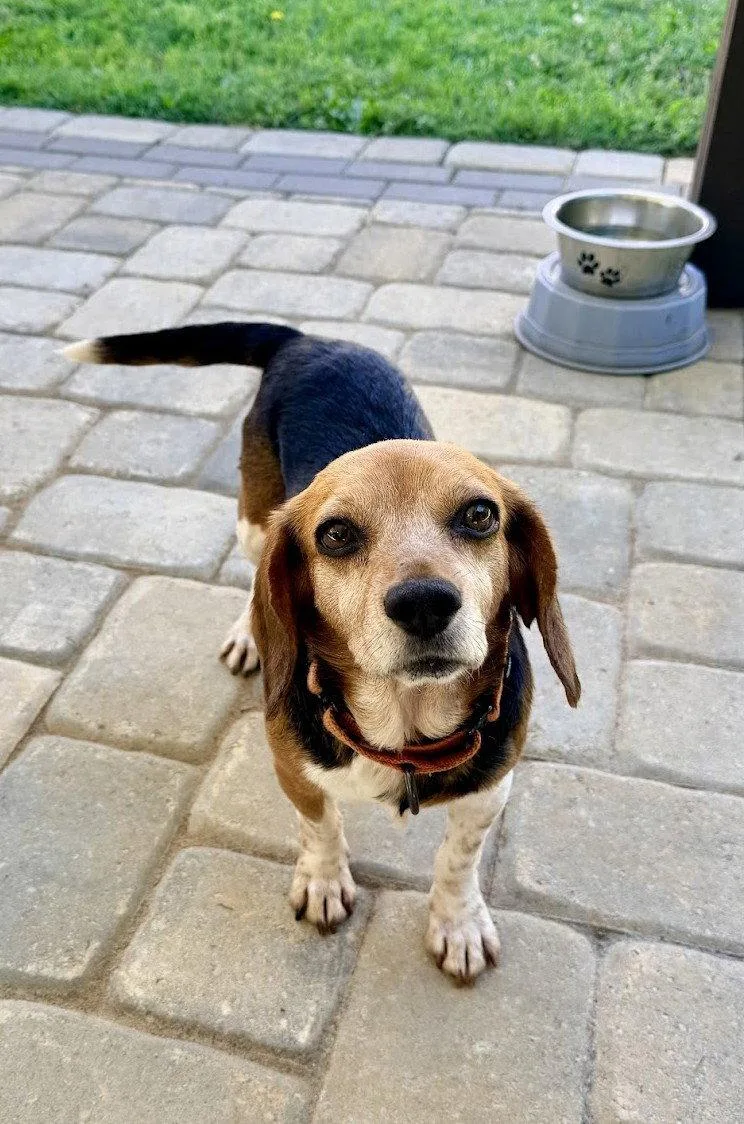 An adult small-sized female Beagle dog named Sadie for adoption in Arlington, VA