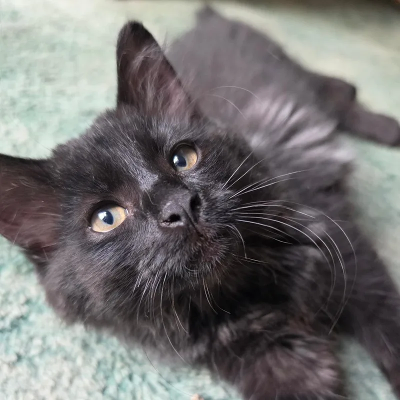 A baby small-sized male Black Domestic Long Hair cat named Jasper for adoption in Oshkosh, WI
