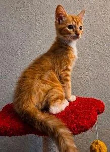 A young medium-sized male Tabby (Orange / Red) Domestic Short Hair cat named Eren for adoption in Tucson, AZ