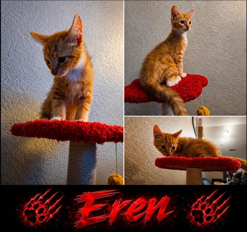 Eren thumbnail 2