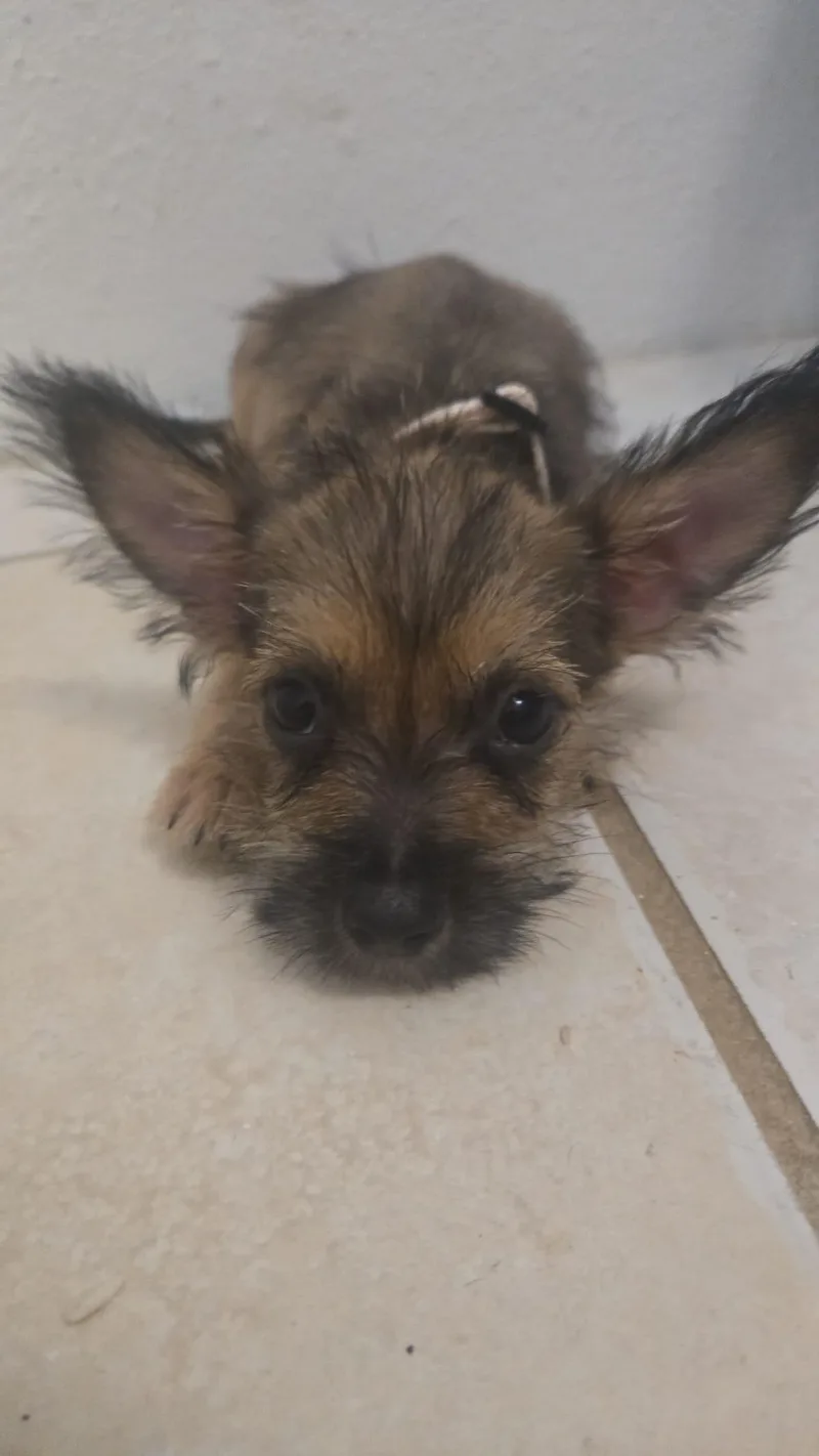 Benji thumbnail 2