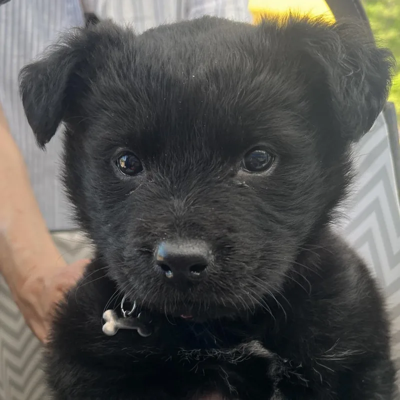 A baby medium-sized female Black Mixed Breed dog named Diva for adoption in Cartersville, GA