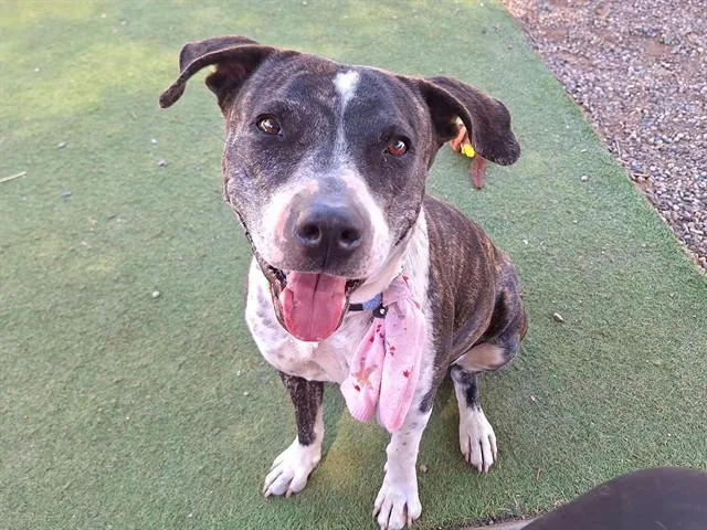 An adult large-sized female Pit Bull Terrier dog named Rhubarb for adoption in Phoenix, AZ
