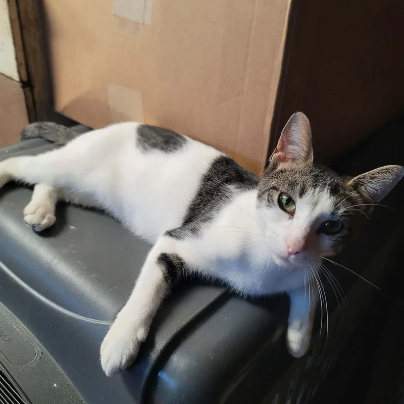 A young small-sized female Tabby (Brown / Chocolate) Domestic Short Hair cat named Wildflower for adoption in Janesville, WI