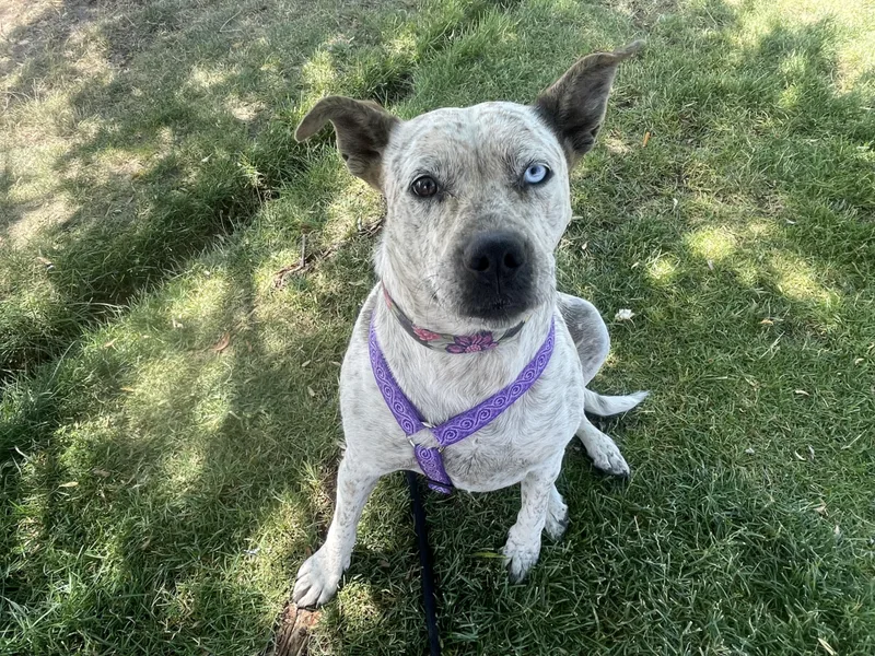 A young large-sized female White / Cream Australian Cattle Dog / Blue Heeler dog named Molly for adoption in Colville , WA