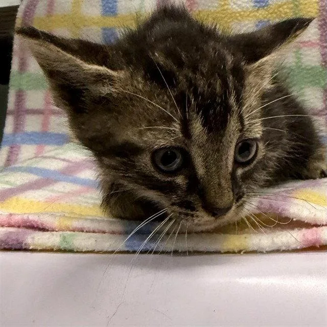 A baby small-sized male Brown / Chocolate Domestic Short Hair cat named Macchiato for adoption in Tavares, FL