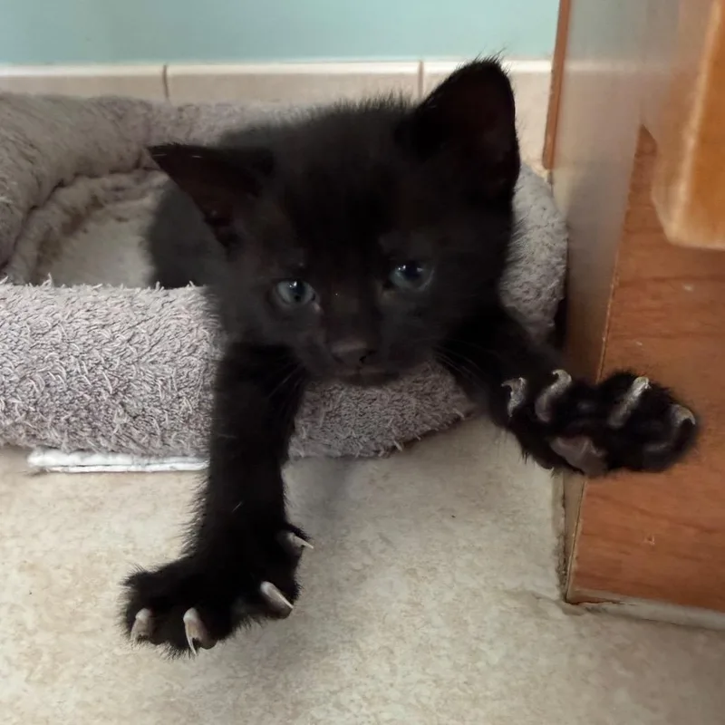 A baby small-sized female Black Domestic Short Hair cat named Jax for adoption in Germantown, MD