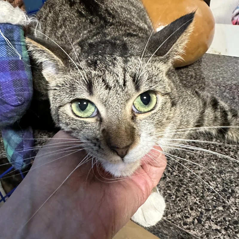 Cuddlers thumbnail 2