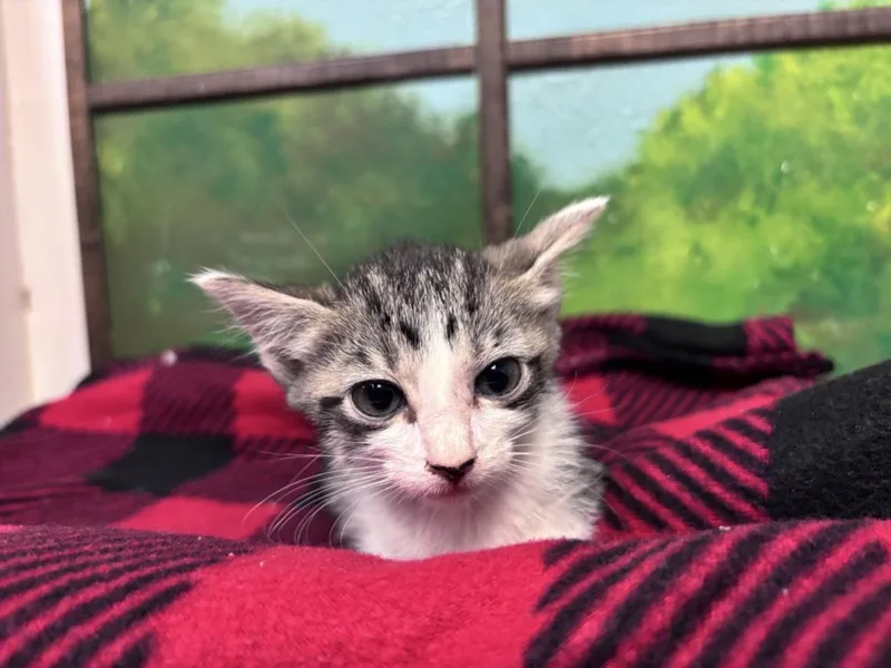 A baby small-sized male Domestic Short Hair cat named Lukas for adoption in Houston, TX