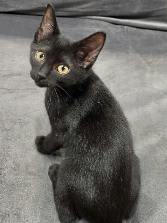 A baby small-sized male Domestic Short Hair cat named Storm for adoption in Cookeville, TN