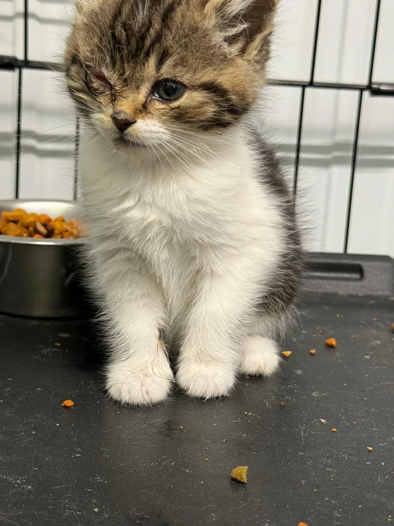 A baby medium-sized female Domestic Short Hair cat named Olive and Hermes for adoption in Louisville, KY