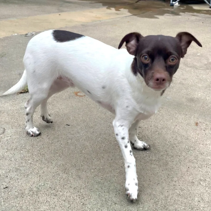 Brownie thumbnail 2