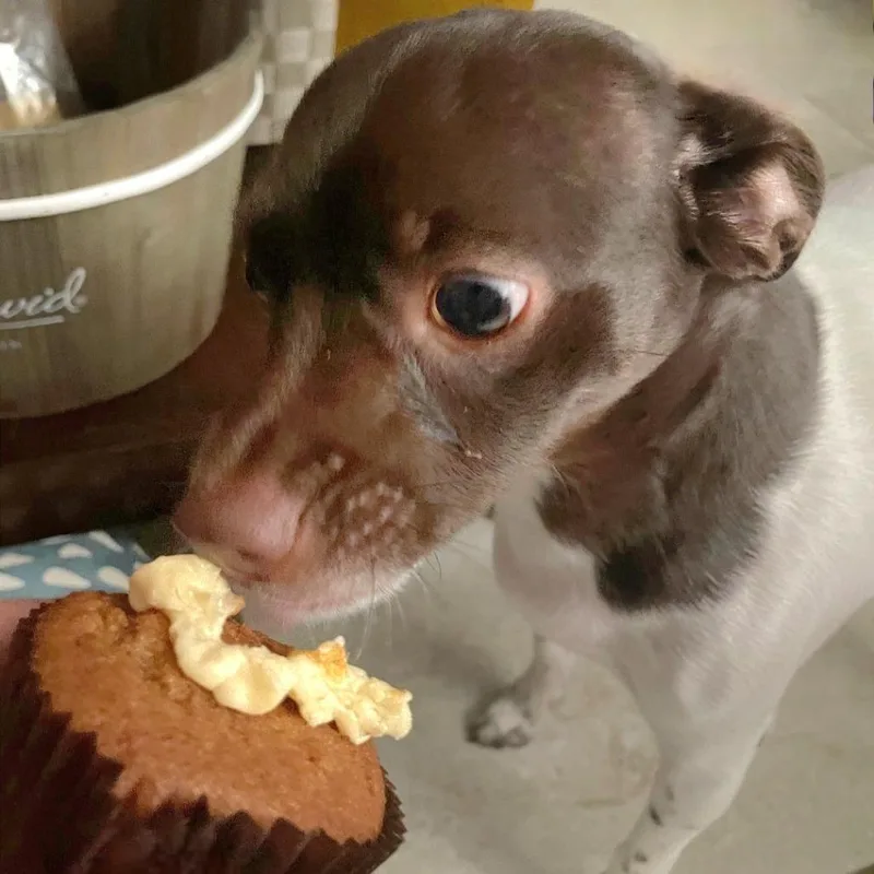 Brownie thumbnail 6