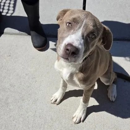A baby medium-sized female Mixed Breed dog named Raya for adoption in Voorhees, NJ