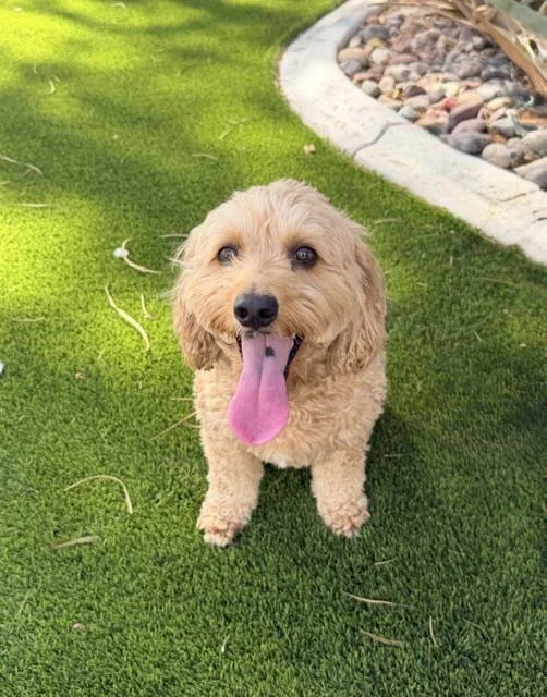 An adult small-sized male Apricot / Beige Cockapoo dog named Austin for adoption in Henderson, NV