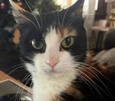 A senior medium-sized female Domestic Short Hair cat named Evelyn for adoption in Lancaster, PA