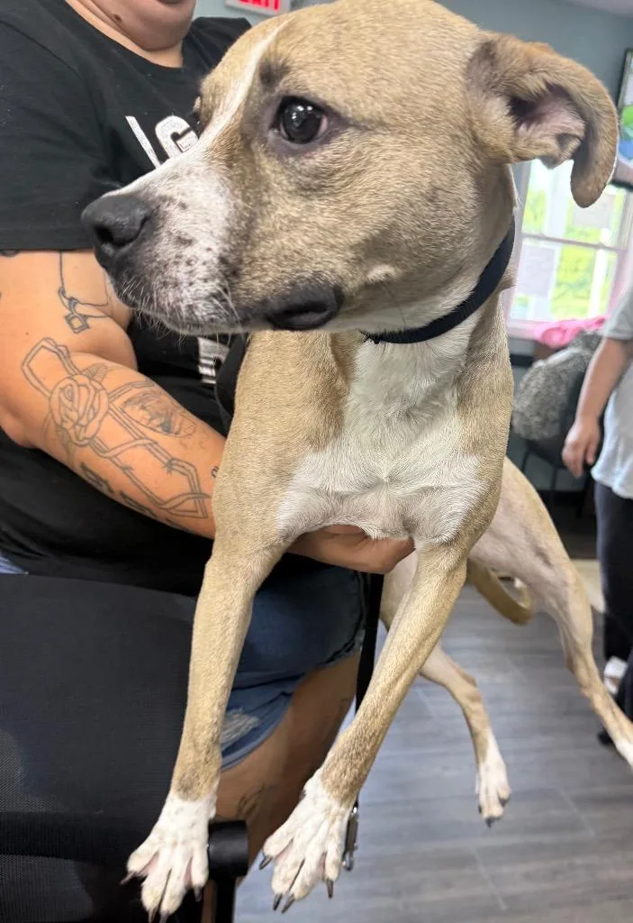 A young small-sized female Pit Bull Terrier dog named Peaches for adoption in Greencastle, IN