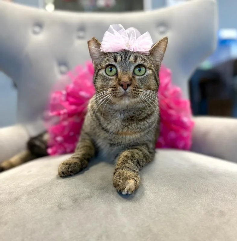 Cindy Lou Who thumbnail 2