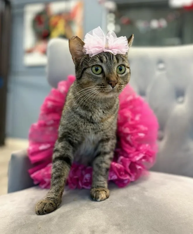 Cindy Lou Who thumbnail 3