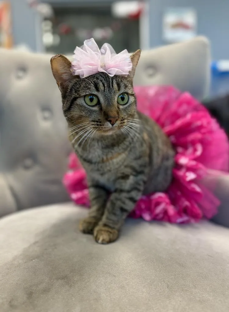 Cindy Lou Who thumbnail 5