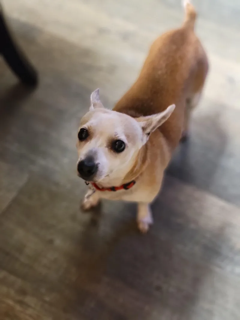 An adult small-sized male Chihuahua dog named Dante for adoption in Albany, NY