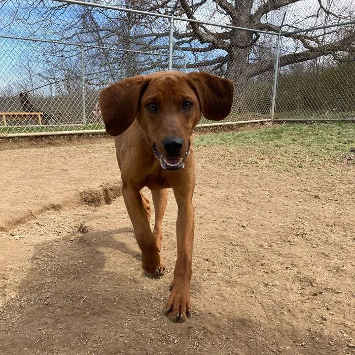 An adult medium-sized male Brown / Chocolate Hound dog named Graham for adoption in Lewisburg, WV