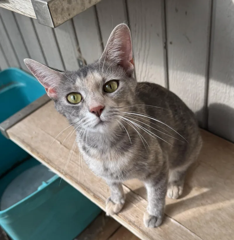 A young medium-sized female Domestic Short Hair cat named Lindy for adoption in Anderson , SC