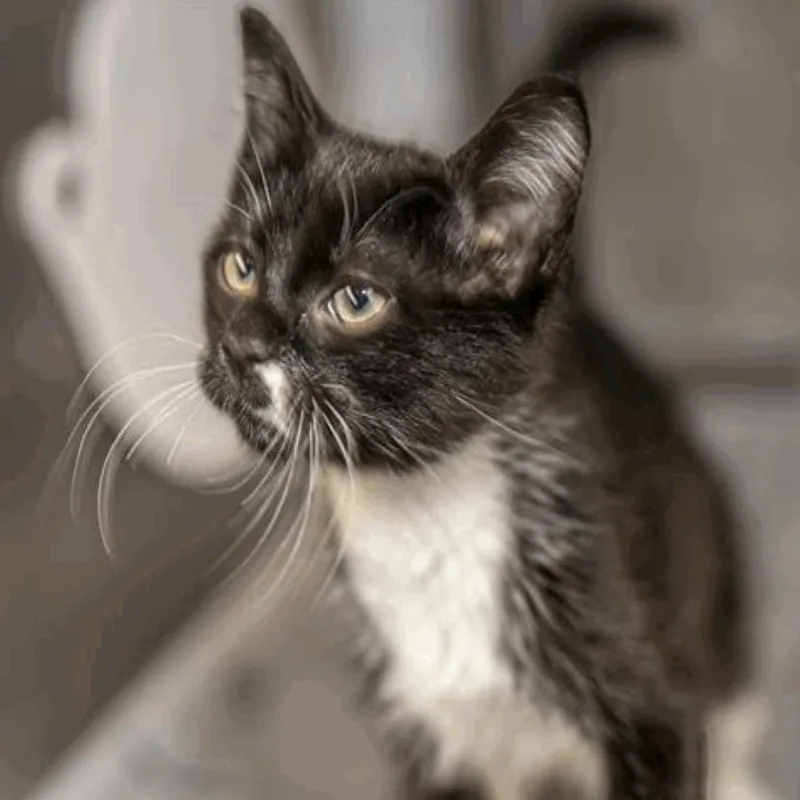 A baby small-sized male Domestic Short Hair cat named Batman for adoption in New York, NY
