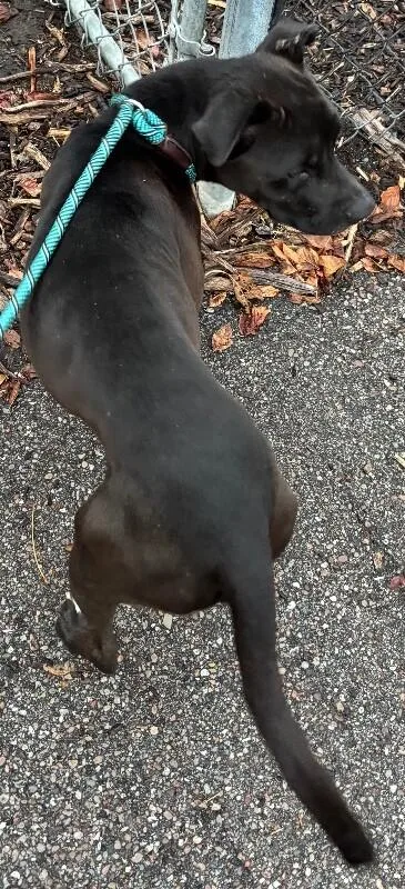 An adult large-sized male Black Mixed Breed dog named Archie for adoption in Cincinnati, OH