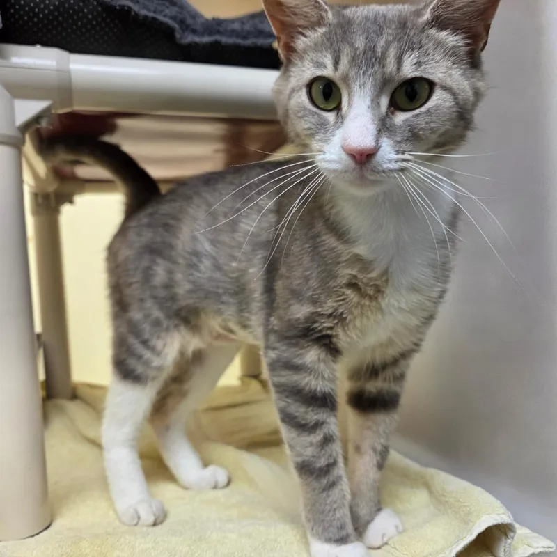 An adult medium-sized female Gray / Blue / Silver Domestic Short Hair cat named Heidi for adoption in Harrisonburg, VA